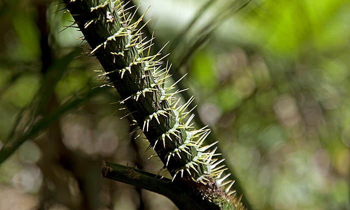 Marrja Botanical Walk: Daintree Rainforest Daintree National Park