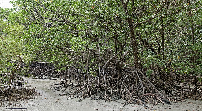 Daintree National Park Cape Tribulation (Kap des Trübsals): Mangroven, Cape Tribulation Beach