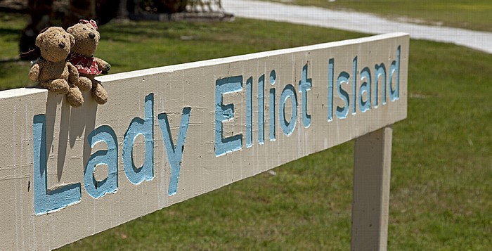 Lady Elliot Island Teddy und Teddine Lady Elliot Island