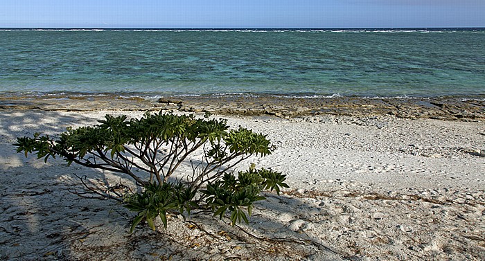 Lagune (Lagoon) Lady Elliot Island