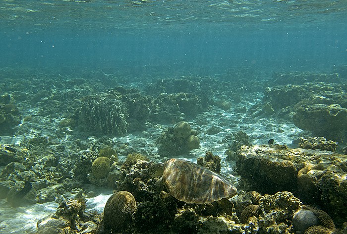 Lady Elliot Island Korallensee (Coral Sea): Great Barrier Reef - Lagune (Lagoon)