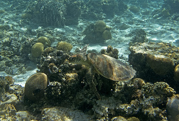 Korallensee (Coral Sea): Great Barrier Reef - Lagune (Lagoon) Lady Elliot Island
