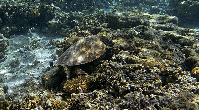 Lady Elliot Island Korallensee (Coral Sea): Great Barrier Reef - Lagune (Lagoon)