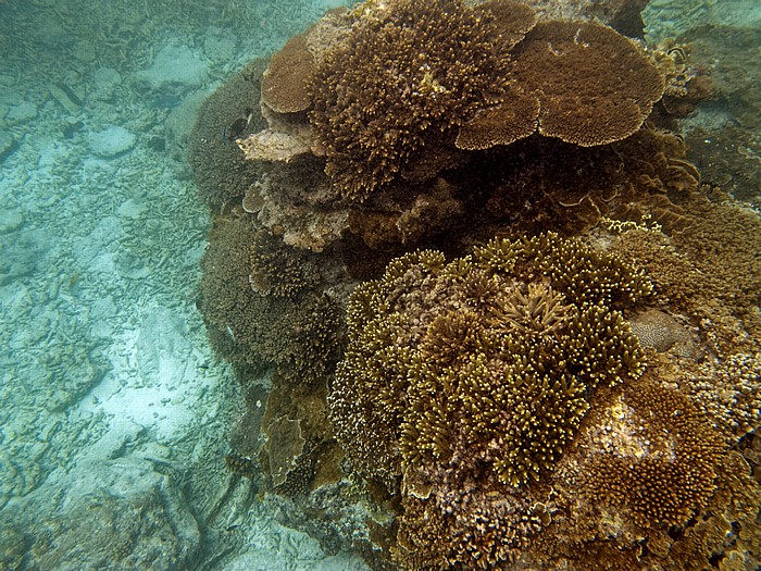 Korallensee (Coral Sea): Great Barrier Reef - Lighthouse Bommie Lady Elliot Island