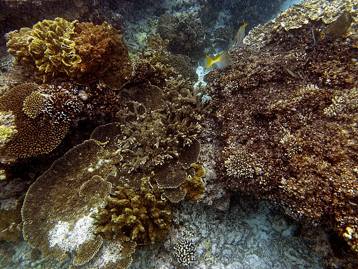 Lady Elliot Island Korallensee (Coral Sea): Great Barrier Reef - Lighthouse Bommie