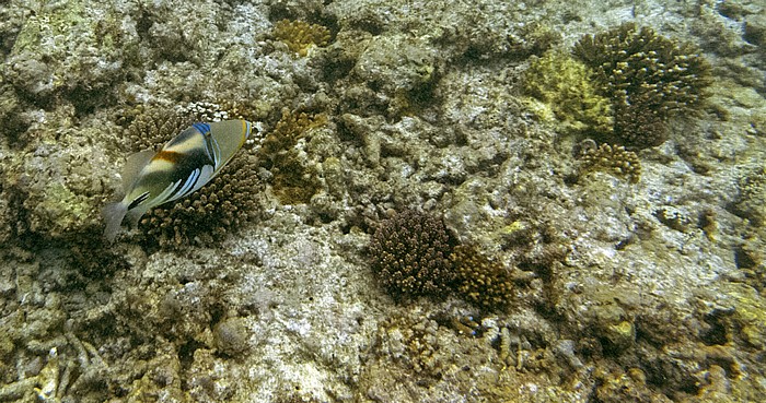 Korallensee (Coral Sea): Great Barrier Reef - Lighthouse Bommie Lady Elliot Island