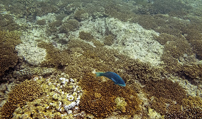 Lady Elliot Island Korallensee (Coral Sea): Great Barrier Reef - Lighthouse Bommie