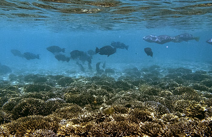 Lady Elliot Island Korallensee (Coral Sea): Great Barrier Reef - Coral Gardens