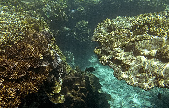 Korallensee (Coral Sea): Great Barrier Reef - Coral Gardens Lady Elliot Island