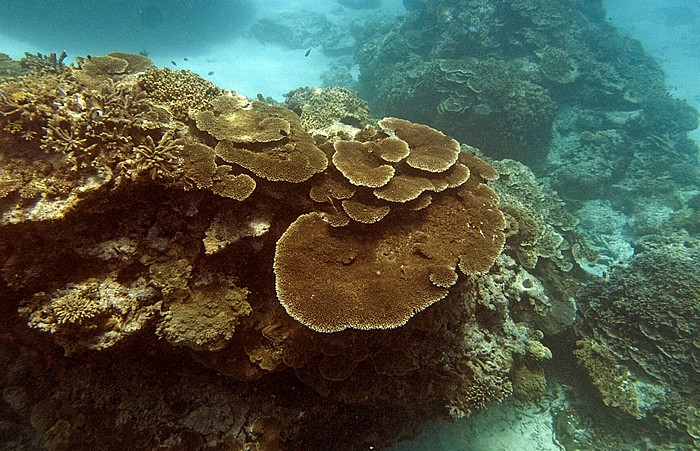 Korallensee (Coral Sea): Great Barrier Reef - Coral Gardens Lady Elliot Island
