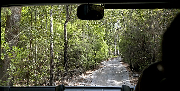 Fraser Island Blick aus dem Allradbus: Cornwells Break Road