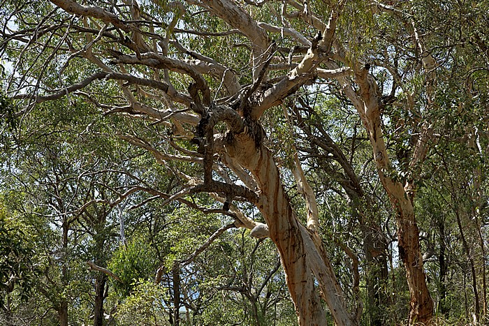 Eukalyptus Fraser Island