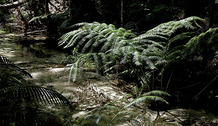 Pile Valley: Wanggoolba Creek Fraser Island