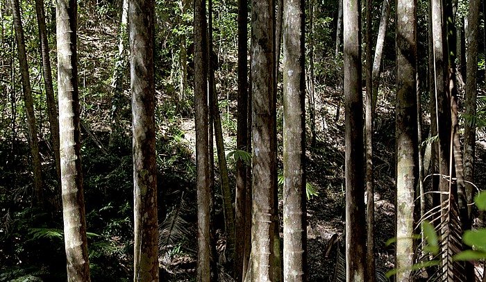 Pile Valley (Wanggoolba Creek) Fraser Island