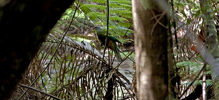 Fraser Island Pile Valley (Wanggoolba Creek): Regenwald - Vogel