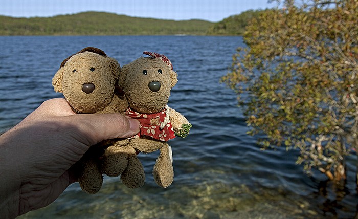 Fraser Island Lake McKenzie: Teddy und Teddine