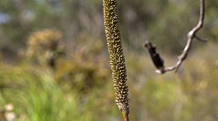 Kingfisher Bay: Grasbaum (Grass tree, Xanthorrhoea fluva) Fraser Island