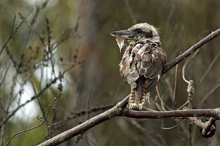 Kingfisher Bay: Lachender Hans (Jägerliest, Dacelo novaeguineae, Laughing Kookaburra) Fraser Island