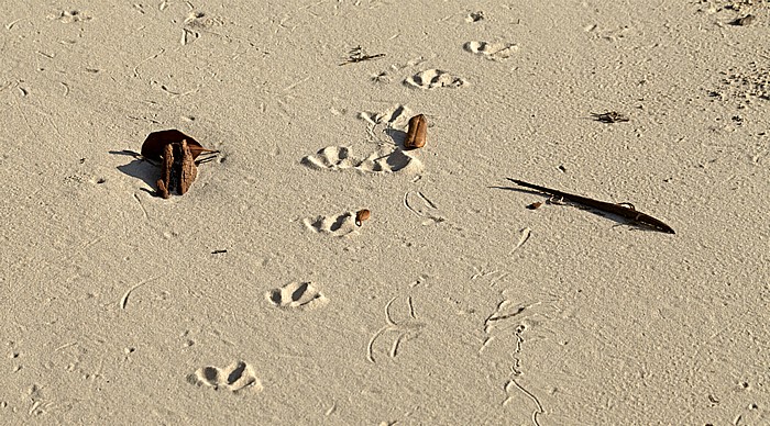 Fraser Island Kingfisher Bay: Strand - Spuren im Sand