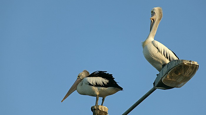 Pelikane Tin Can Bay