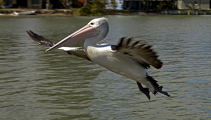 Pelikan im Anflug Tin Can Bay