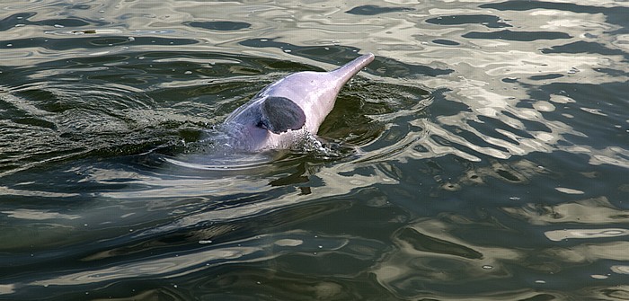 Delfin Tin Can Bay