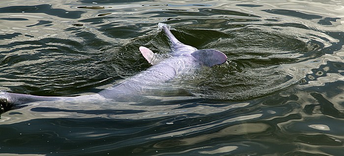 Delfin Tin Can Bay