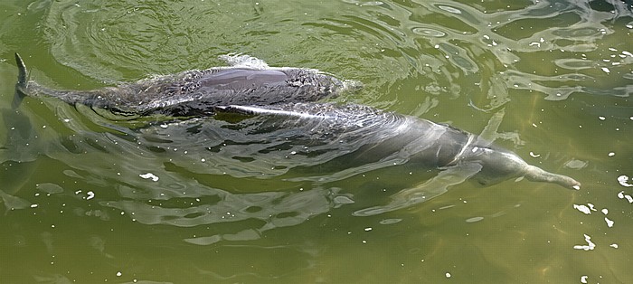Delfine: Mutter mit Kind Tin Can Bay