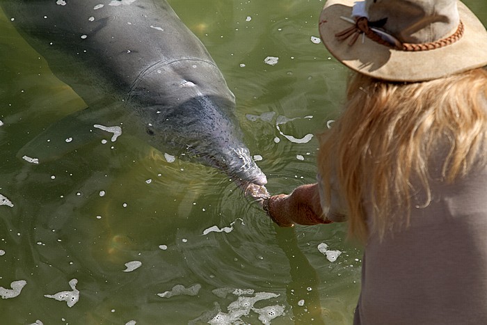 Delfin bei der Fütterung Tin Can Bay