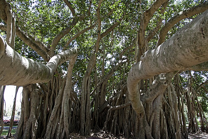 Queens Park: Banyan-Feige (Banyanbaum, Bengalische Feige, Ficus benghalensis) Maryborough