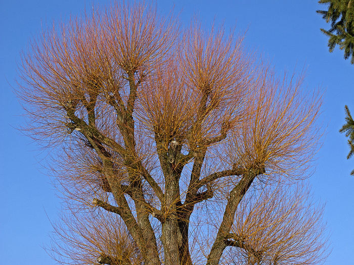 Starnberg Baum