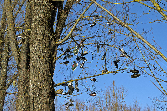 Baum mit Schuhen Starnberg