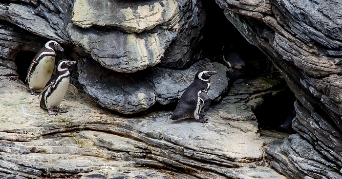 Oceanário de Lisboa: Humboldt-Pinguine (Spheniscus humboldti) Lissabon