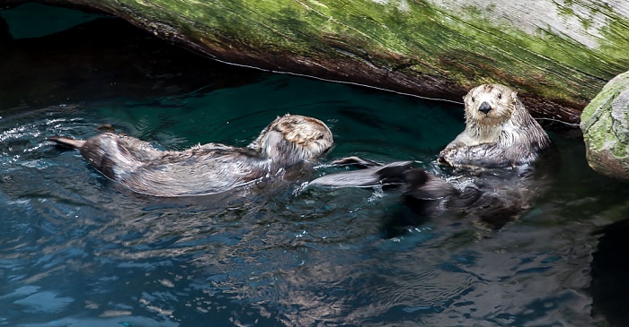 Oceanário de Lisboa: Otter Lissabon