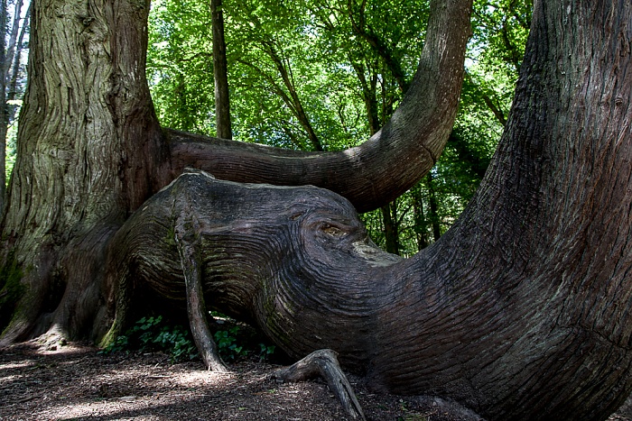 Parque da Pena: Riesen-Lebensbaum (Thuja plicata, Western Red Cedar) Sintra