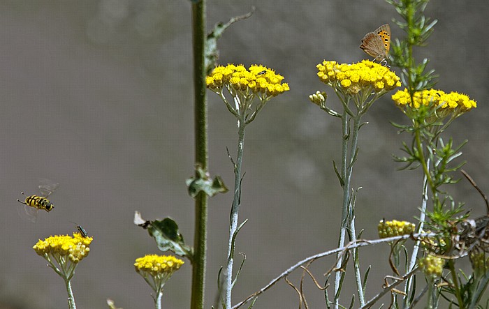 Nationalpark Vesuv (Parco nazionale del Vesuvio): Kraterrand - Bienen und Schmetterlinge auf Blüten Vesuv