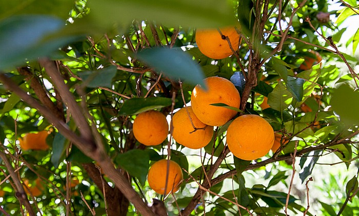 Historisches Treibhaus: Orangen Limone sul Garda