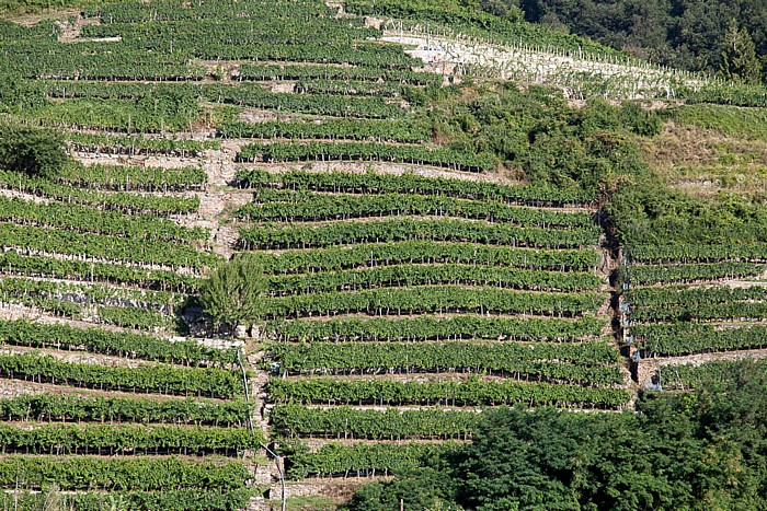 Weißenkirchen in der Wachau Wachau: Weinberge