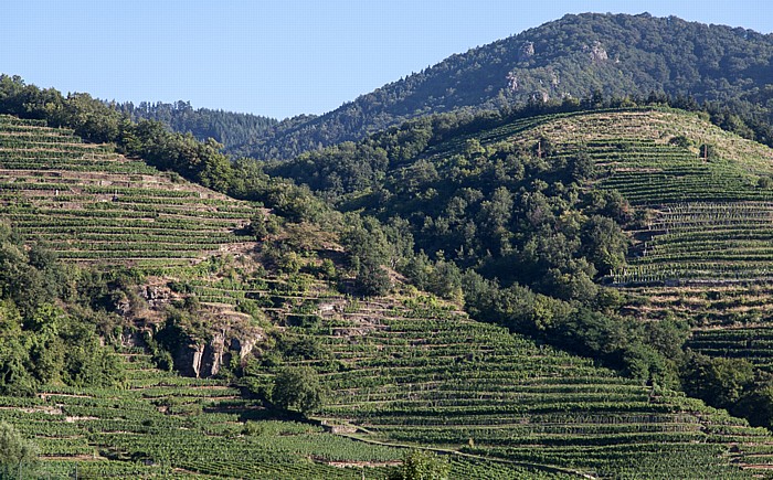 Wachau: Weinberge Weißenkirchen in der Wachau