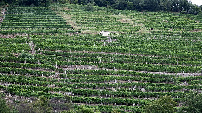 Wachau: Weinberge Dürnstein