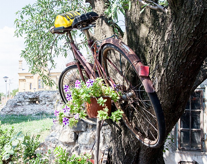 Belgrad Zemun: Fahrrad im Baum