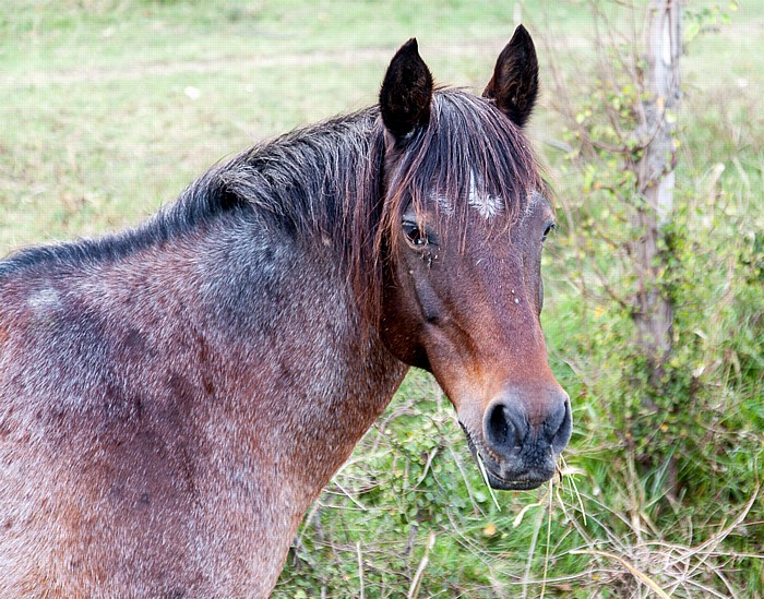 Camargue Pferd