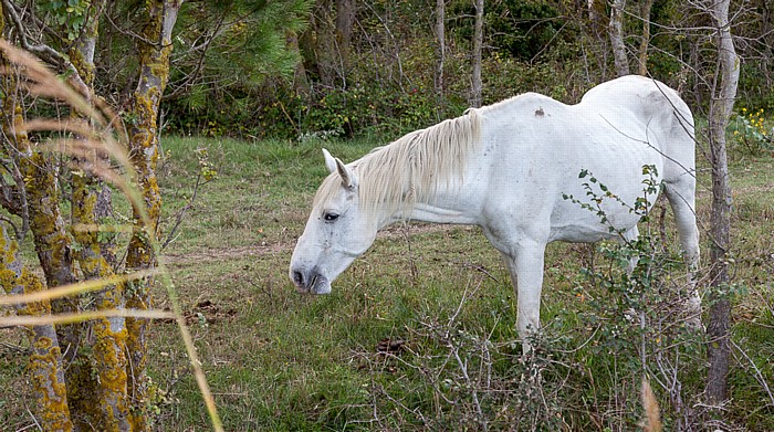 Camargue-Pferd Camargue