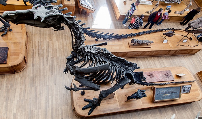 Muséum national d’histoire naturelle (Galerie de Paléontologie et d’Anatomie Comparée) Paris