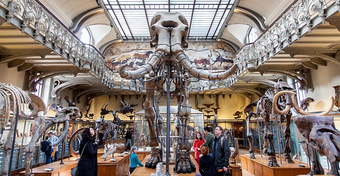 Paris Muséum national d’histoire naturelle (Galerie de Paléontologie et d’Anatomie Comparée)