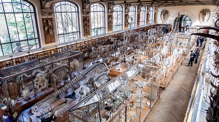Paris Muséum national d’histoire naturelle (Galerie de Paléontologie et d’Anatomie Comparée)