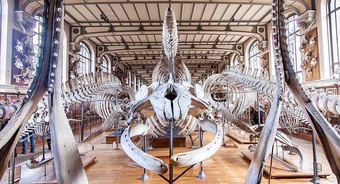 Muséum national d’histoire naturelle (Galerie de Paléontologie et d’Anatomie Comparée) Paris