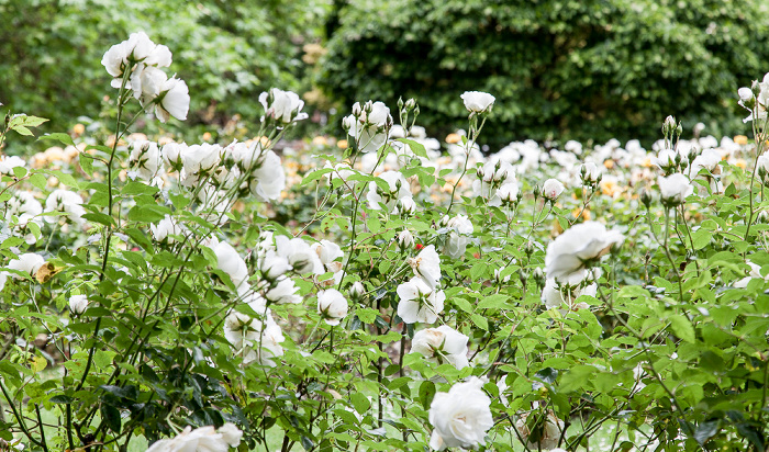 Westgate Gardens Canterbury