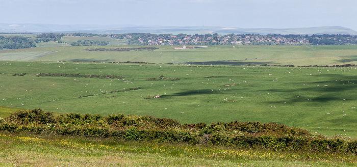 South Downs: Schafe Beachy Head