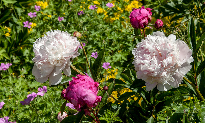 Garten des Bischofspalastes Chichester